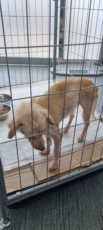 고령군 임시보호소_447520202400267